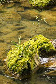 苔藓