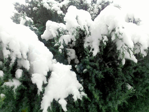 松树积雪