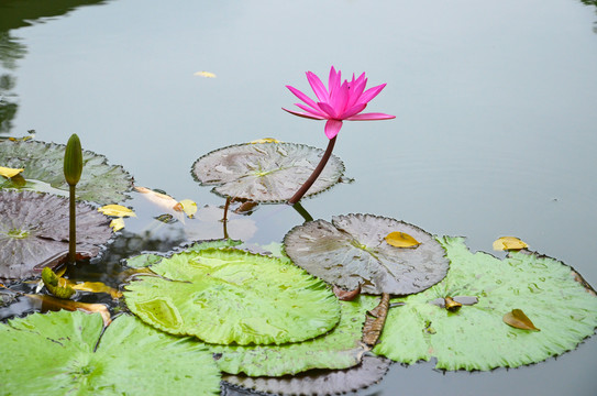 延药睡莲