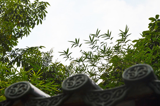 竹叶