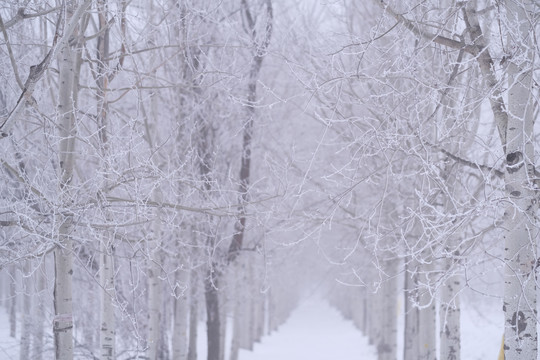 雪景