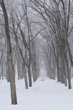 冬季林场