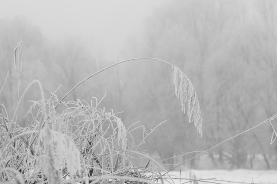 雪景