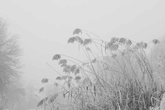 雪景