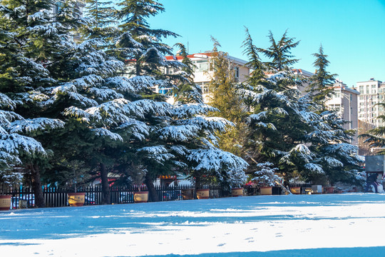 雪后校园景色