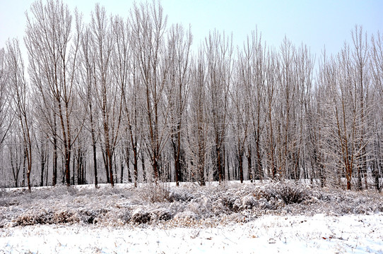 冬天雪下的一片树林