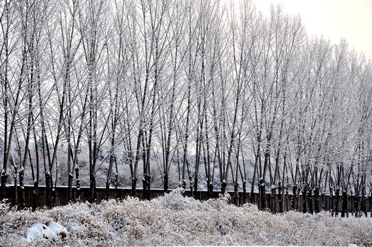 雪天的一排杨树