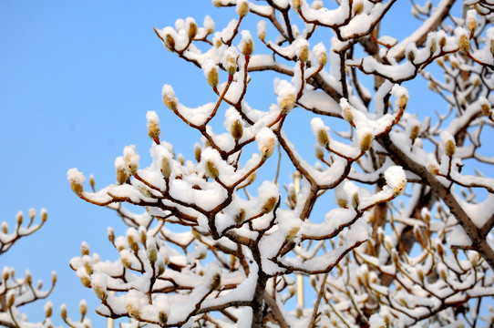 蓝天雪下树枝