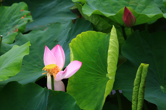 荷花池