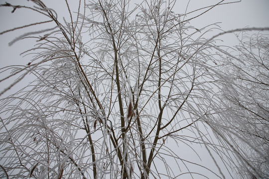 雪后柳枝