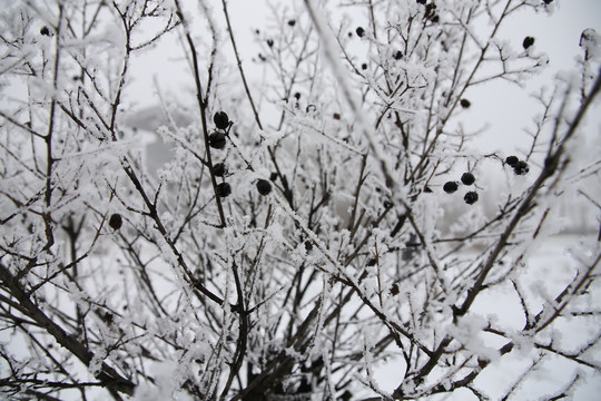 雪后植物