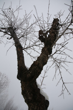 雪后枯木