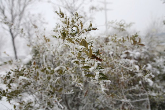 雪景