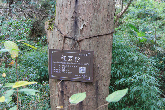 红豆杉