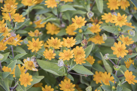 黄帝菊