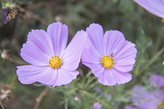 格桑花