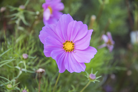 格桑花