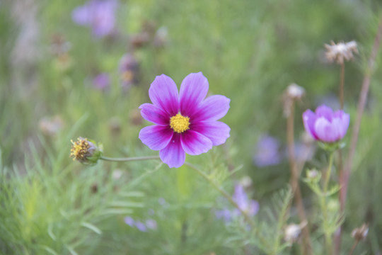 格桑花