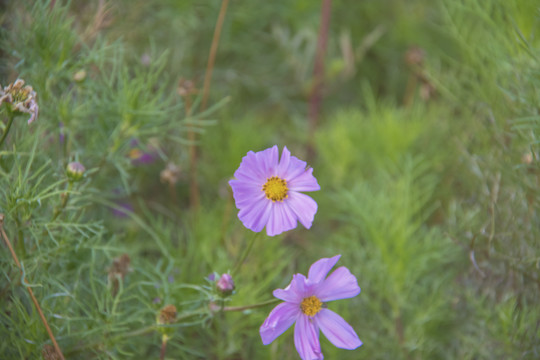 格桑花