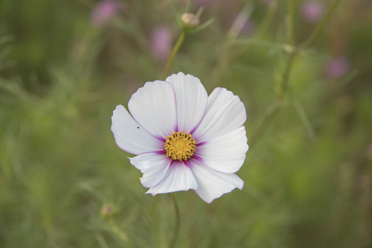 格桑花