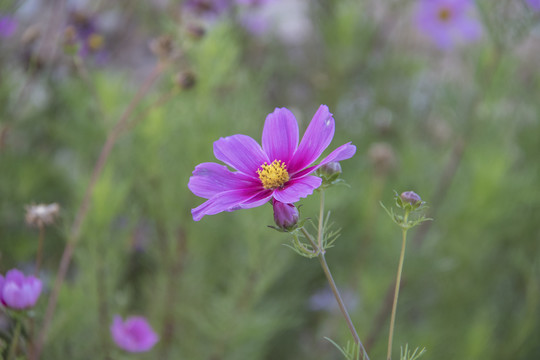 格桑花