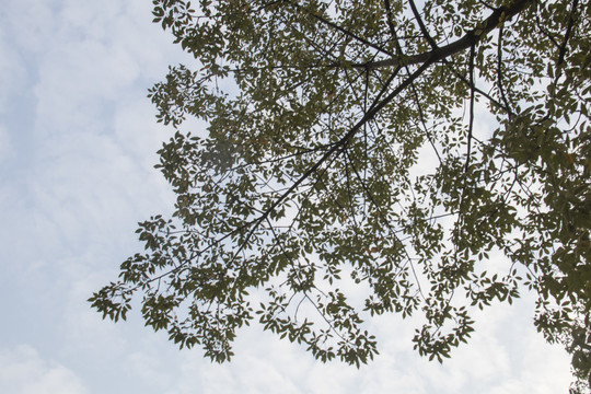 树枝绿叶天空