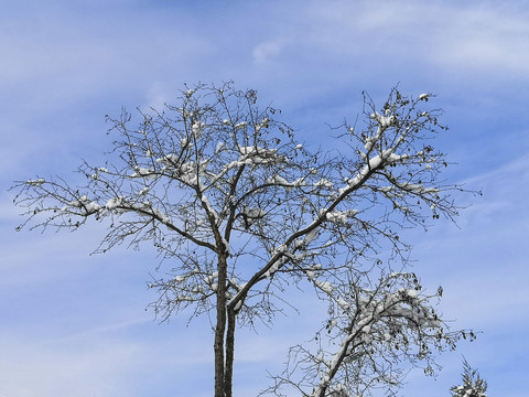 雪枝