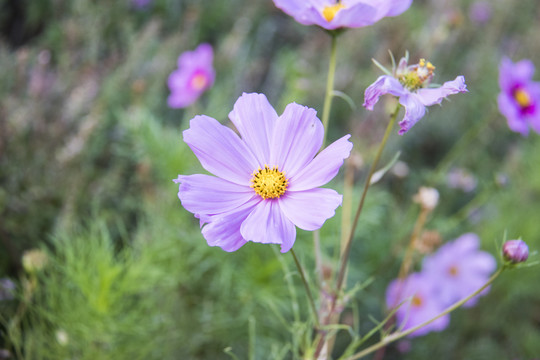 格桑花