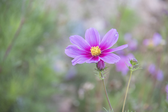 格桑花