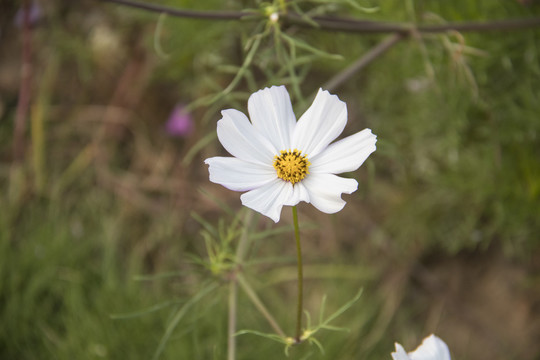 格桑花