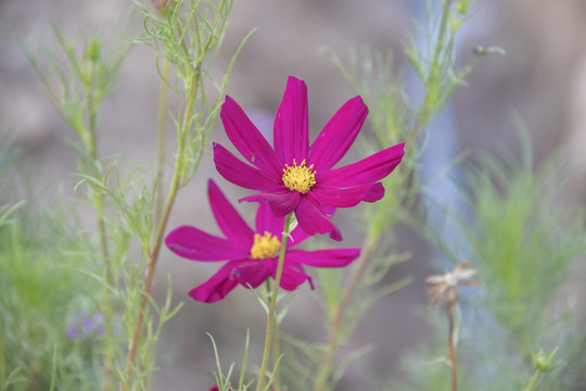 格桑花