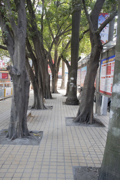 街道
