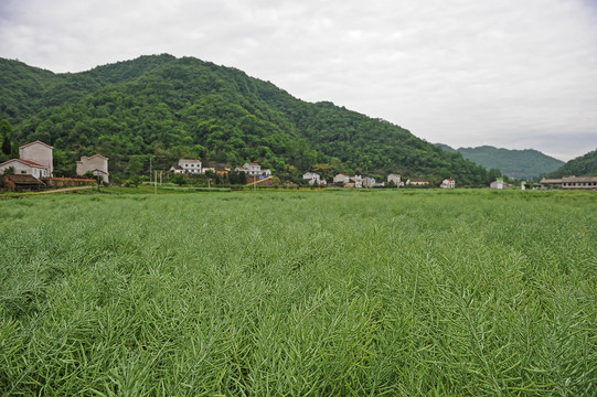 油菜田