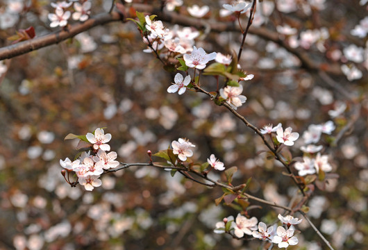 花卉