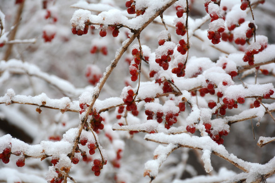 雪