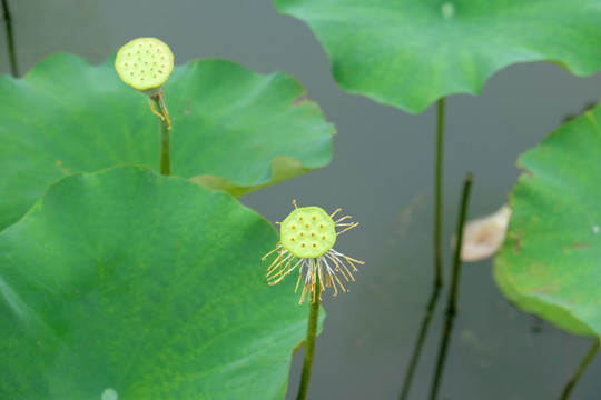 荷花
