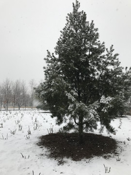 初雪