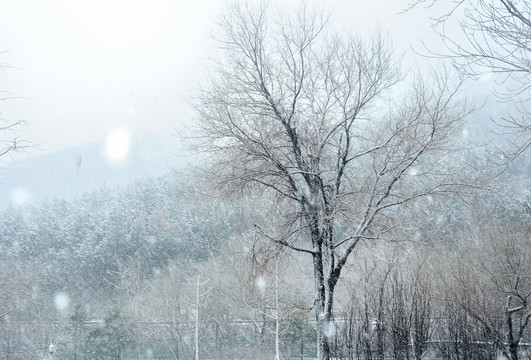 雪景