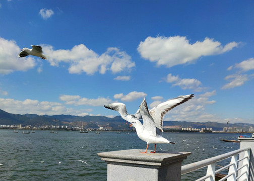 滇池海鸟