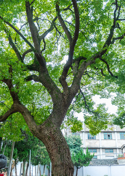 香樟树