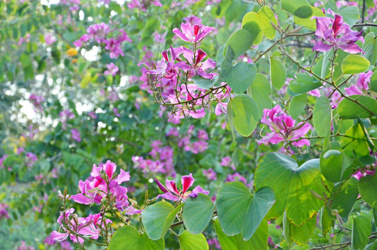 紫荆花