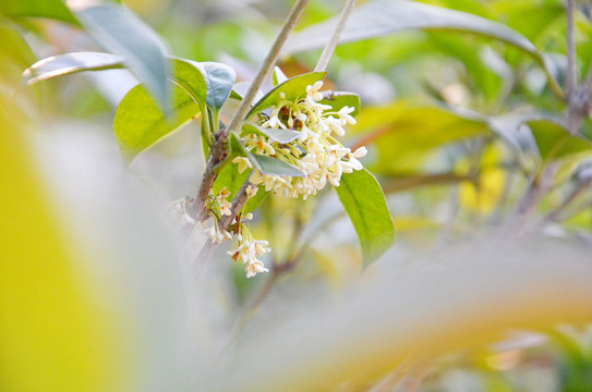 桂花飘香