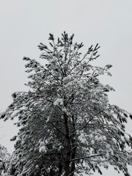 雪天松树
