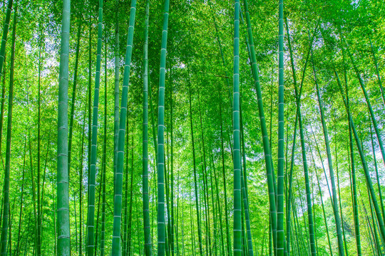 竹林