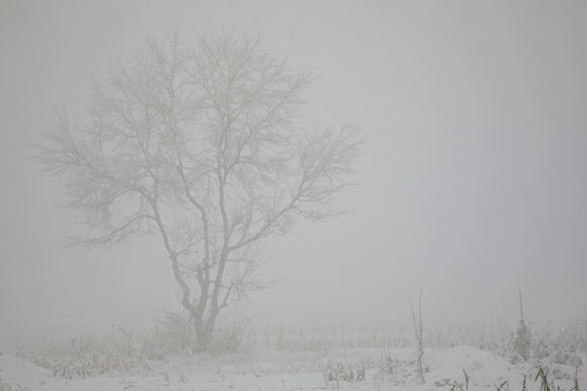 雪中雪树