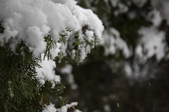 松树枝上的雪