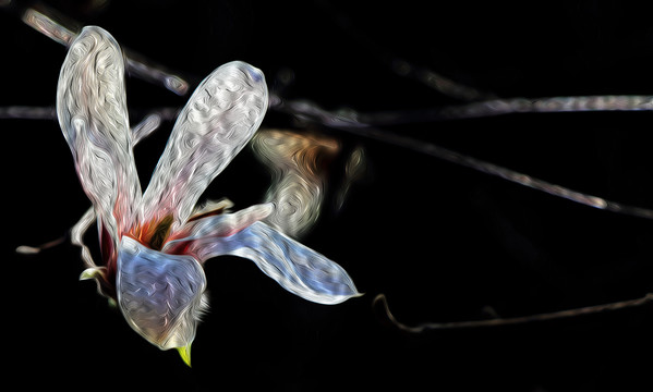 油画玉兰花