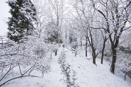 北京雪