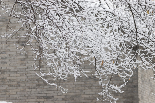 北京雪