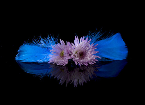 羽毛花